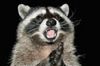 A Singing Raccoon