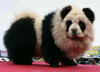 a Panda Dog!