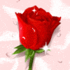 a red rose for a lovely lady♥