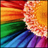 flowers to brighten your day ♥