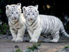 Twin Tiger Cubs