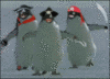 Pirate Penguins