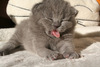 Kitten Tongue