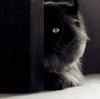 I´m A Stalker Kitty...