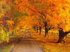 ~A Beautiful Autumn Walk~