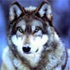 Loyal Guardian Wolf