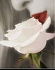 white rose