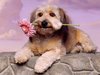 a flower for you ♥