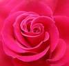 Roses 4 You.......