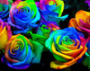 ♥Bringing Color to your Day♥