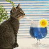 A drink for my pet
