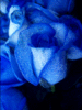 a blue rose ♥♥