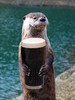 some Otter beer