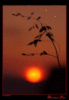 Sunset and Fireflies