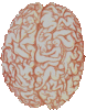 Pic of ur brain