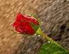A rose for goregous you