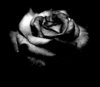 Black rose for you