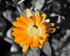 A Flower for You 