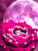 Moonlit Rose
