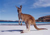 a kangaroo just for you ;)