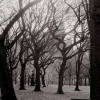 Walk in haunted woods