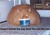 Jaba the Cat