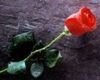 A Single Red Rose 