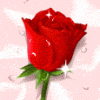 a rose for a beautiful person