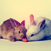 @^bunny love^@