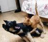 kitty attack #2