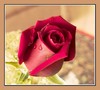 u r my rose &lt;3