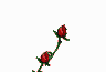 Roses for you