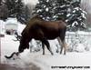 big moose kisses