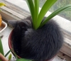 Grow-a-cat