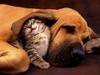 Dog cat friendship 