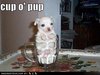 cup o pup