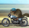 Squirrel on a motorcycle