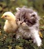 Cuddly chick