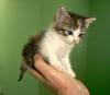 ♥ i love my pet♥