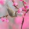 ♥ coming by to say hi ♥