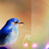 ♥ bluebird for luck♥
