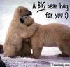 Bear Hug For You