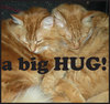 BIG CAT HUG