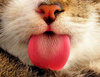 a little tongue 