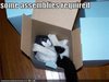 pussy in a box