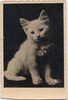 Vintage Beautiful Cat Postcard