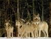 Welcome to the pack ;]