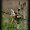 I Scream for my Pet  ღ