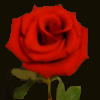 A Red Rose