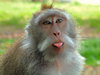 a cheeky monkey